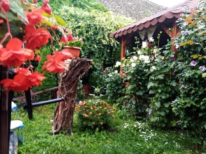 Casa Florilor Barcut Appartement Buitenkant foto